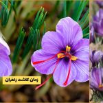 بهترین زمان کاشت زعفران در ایران / راهنمای کامل کشت در مناطق سردسیر و گرمسیر