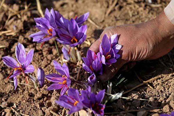 بهترین فصل کاشت زعفران