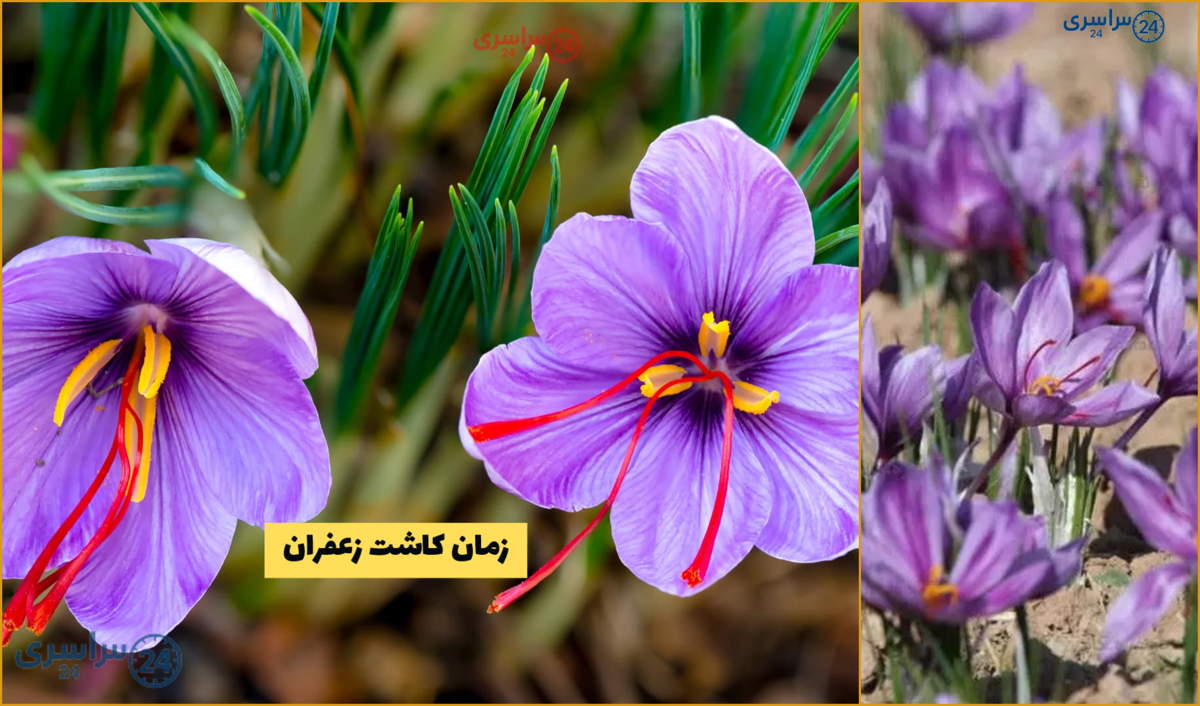 بهترین زمان کاشت زعفران در ایران / راهنمای کامل کشت در مناطق سردسیر و گرمسیر