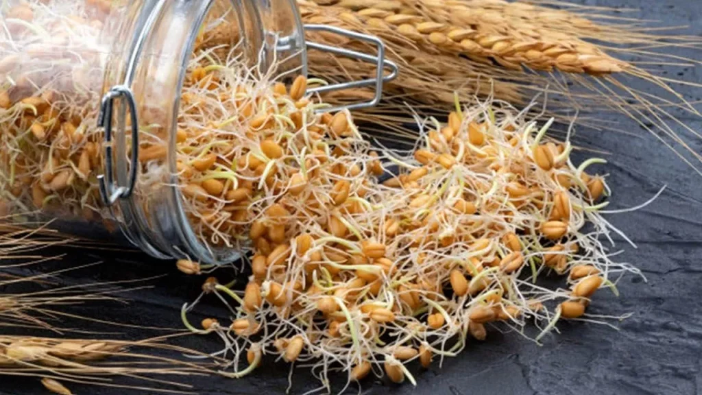 جوانه گندم برای چاقی صورت و بدن + طبع و خواص