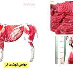 حکم خوردن گوشت الاغ از دیدگاه اسلام و طب سنتی + خواص و مزایای گوشت خر