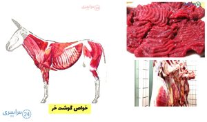 حکم خوردن گوشت الاغ از دیدگاه اسلام و طب سنتی + خواص و مزایای گوشت خر