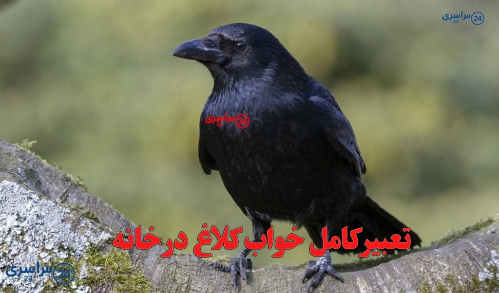تعبیر کامل خواب کلاغ در خانه از دید امام صادق و حضرت یوسف