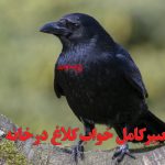 تعبیر کامل خواب کلاغ در خانه از دید امام صادق و حضرت یوسف