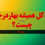 جواب گل همیشه‌ بهار در جدول چیست؟ پاسخ کامل معما سراسری ۲۴