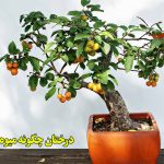 درختان چگونه میوه می‌ دهند؟ | آموزش ساده برای کودکان