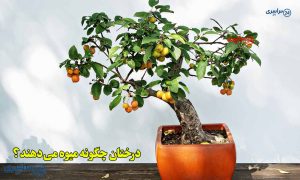 درختان چگونه میوه می‌ دهند؟ | آموزش ساده برای کودکان