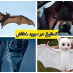 تحقیق در مورد خفاش + نقش خفاش‌ها در حفظ تعادل اکولوژی و کشاورزی