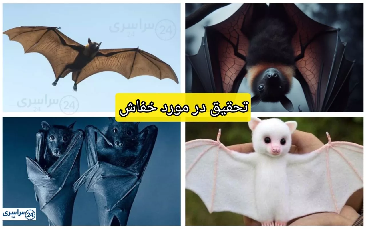 تحقیق در مورد خفاش + نقش خفاش‌ها در حفظ تعادل اکولوژی و کشاورزی