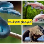 کدام حیوان واقعا ناشنوا است؟ + پاسخ شگفت‌انگیز دانشمندان کوئینزلند