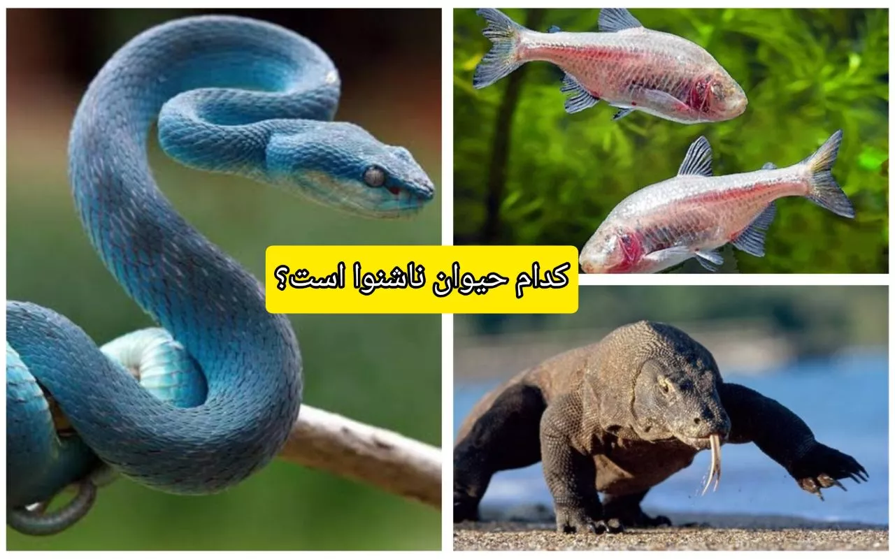 کدام حیوان واقعا ناشنوا است؟ + پاسخ شگفت‌انگیز دانشمندان کوئینزلند