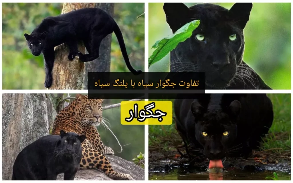 حیوان جگوار + تفاوت جگوار سیاه با پلنگ سیاه