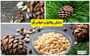میوه کاج + معرفی چلغوز و خواص آن