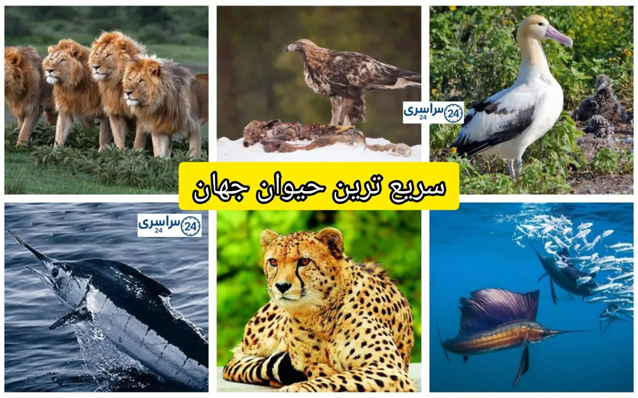 سریع ترین حیوان جهان + رکورد های سرعت در طبیعت