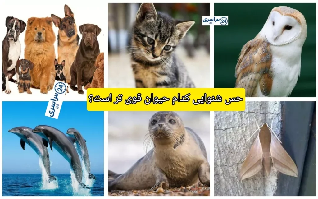 حس شنوایی کدام حیوان قوی است؟ + جدید ترین اطلاعات قدرت شنوایی