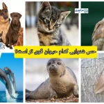 حس شنوایی کدام حیوان قوی است؟ + جدید ترین اطلاعات قدرت شنوایی