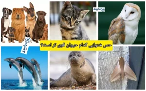 حس شنوایی کدام حیوان قوی است؟ + جدید ترین اطلاعات قدرت شنوایی