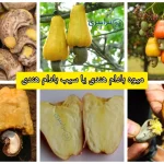 میوه بادام هندی یا سیب بادام هندی