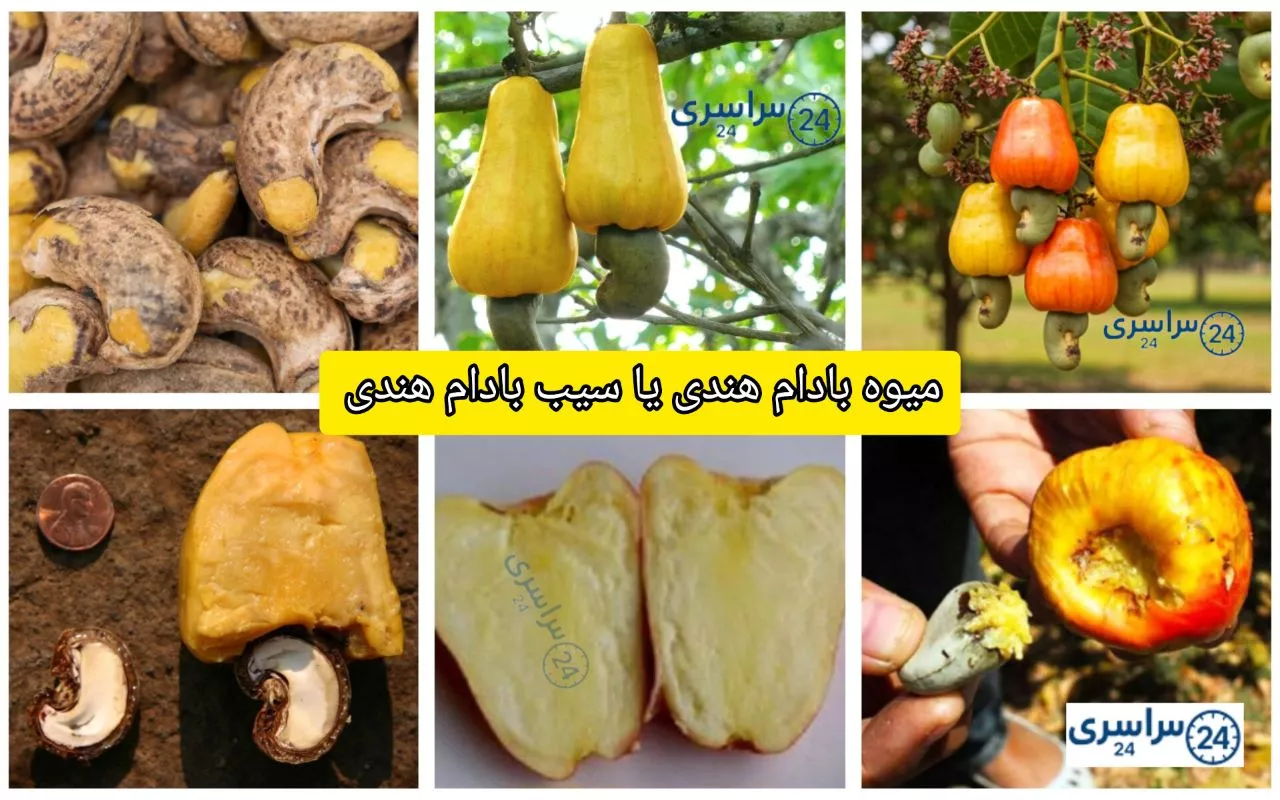 میوه بادام هندی یا سیب بادام هندی