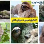 تحقیق درمورد حیوان تنبل + تمامی حقایق نگفته نماد آرامش در طبیعت