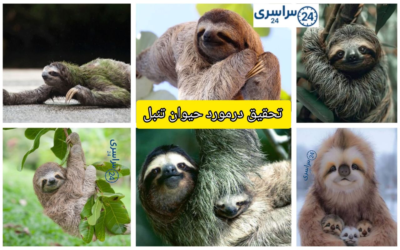تحقیق درمورد حیوان تنبل + تمامی حقایق نگفته نماد آرامش در طبیعت