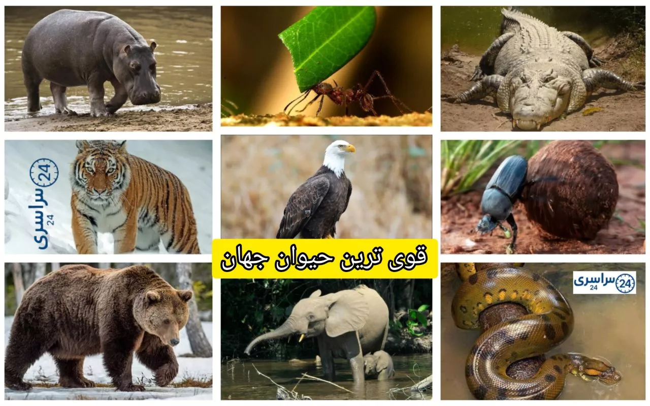 قویترین حیوان جهان + حقایقی که باورتون نمیشه