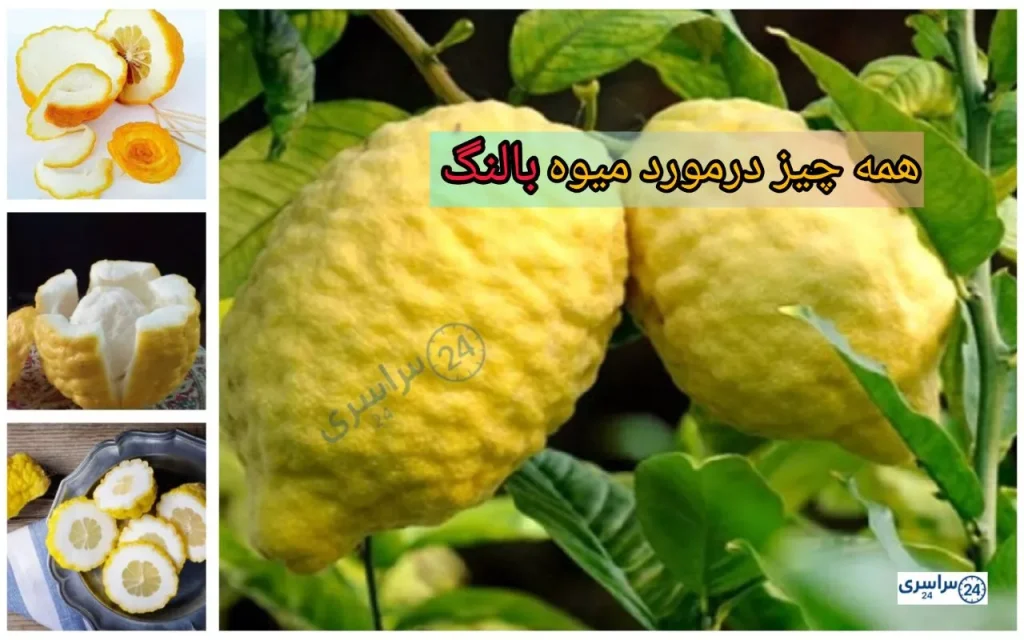 میوه بالنگ + از طب سنتی تا تحقیقات مدرن