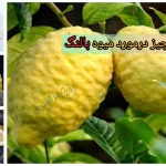 میوه بالنگ + از طب سنتی تا تحقیقات مدرن