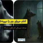 کدام حیوان توانایی دیدن اجنه را دارد؟ + راز عجیب نگاه گربه‌ها و زوزه سگ‌ها