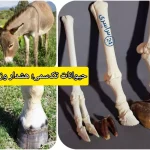حیوانات تک‌سمی؛ اسب و الاغ چرا گوشتشان حرام است؟+ هشدار وزارت بهداشت