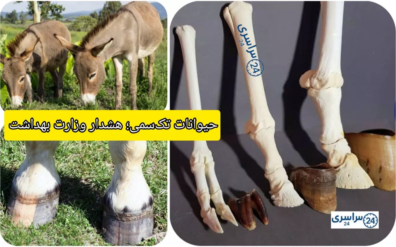 حیوانات تک‌سمی؛ اسب و الاغ چرا گوشتشان حرام است؟+ هشدار وزارت بهداشت