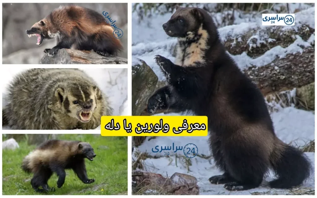 همه‌چیز درباره حیوان ولورین یا دله