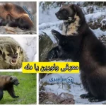 همه‌چیز درباره حیوان ولورین یا دله
