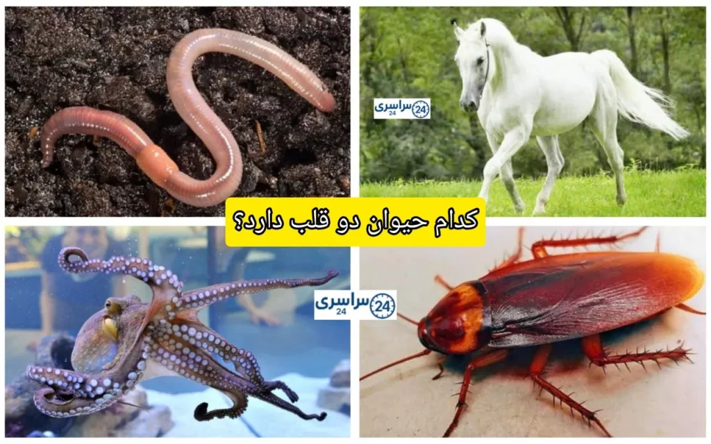 کدام حیوان دوقلب دارد؟ + جدیدترین حقایق موجودات زنده