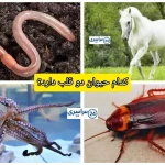 کدام حیوان دوقلب دارد؟ + جدیدترین حقایق موجودات زنده