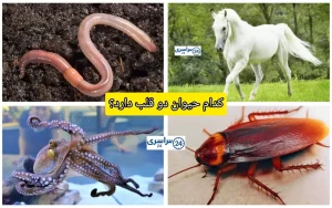 کدام حیوان دوقلب دارد؟ + جدیدترین حقایق موجودات زنده