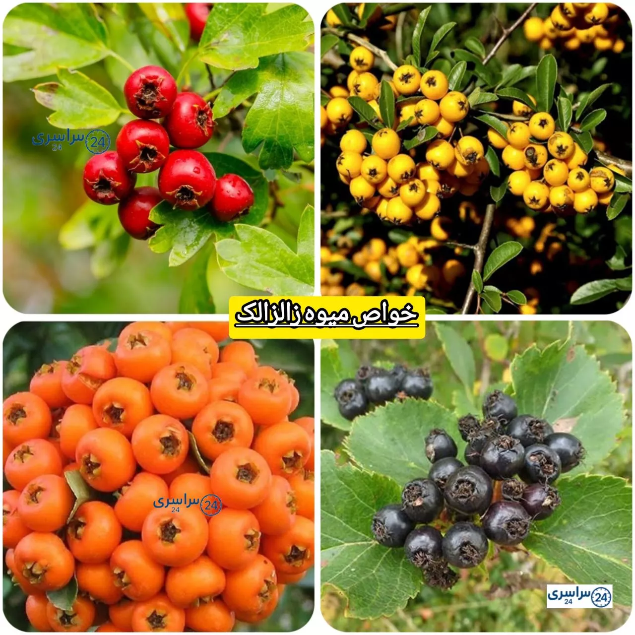 معرفی میوه زالزالک و خواص آن + آموزش دمنوش جادویی