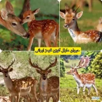 معرفی حیوان مارال گوزن قرمز ایرانی + زیست شناسی و حقایق جالب