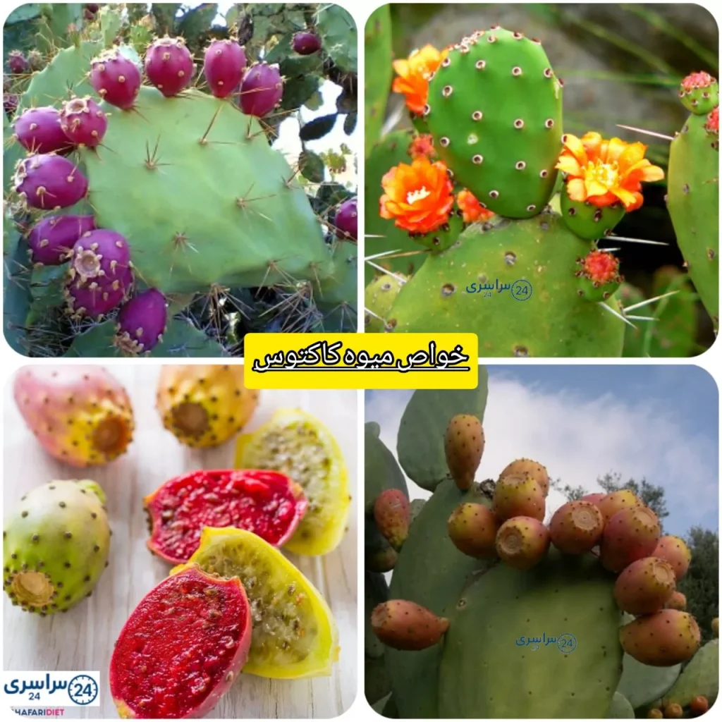 خواص میوه کاکتوس + چجوری انجیر تیغی را بخوریم