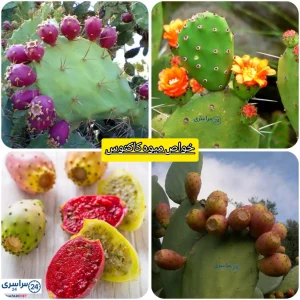 خواص میوه کاکتوس + چجوری انجیر تیغی را بخوریم