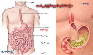 جواب کامل سؤال حرکت کدام ماهیچه گوارشی است | علوم پنجم
