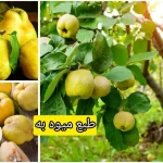طبع میوه به و کاربردهای آن برای گلو و معده + مُصلحات