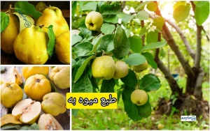 طبع میوه به و کاربردهای آن برای گلو و معده + مُصلحات