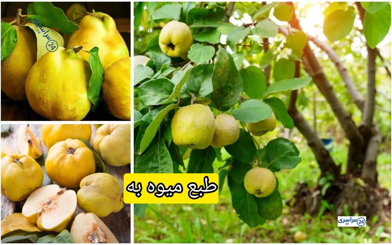 طبع میوه به و کاربردهای آن برای گلو و معده + مُصلحات