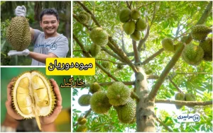 میوه دوریان + همه چیز درمورد خارگیل میوه بد بو اما گران قیمت و خوشمزه