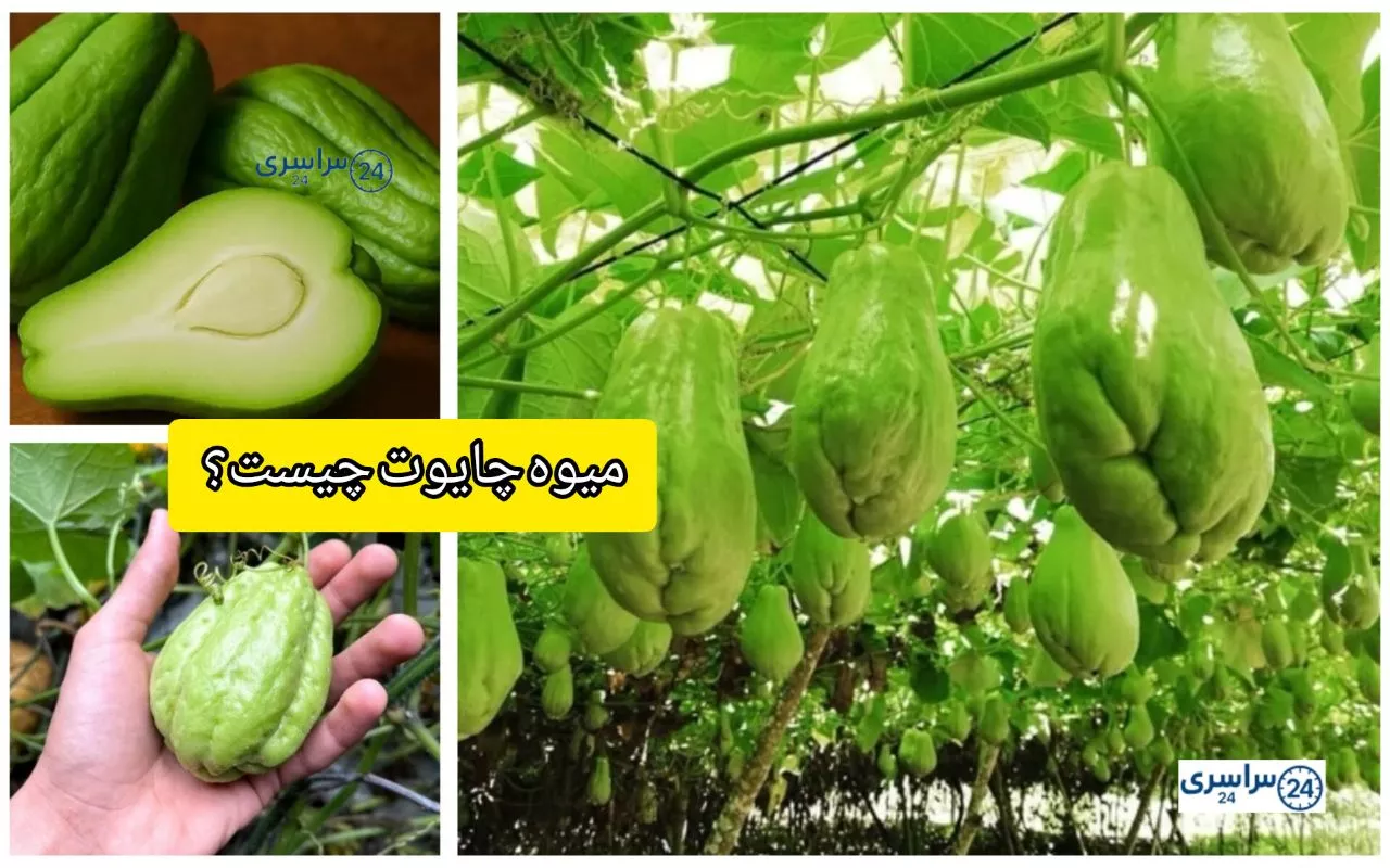 میوه چایوت چیست ؟ روش مصرف و خواص و ضررها