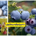 همه‌چیز درباره میوه بلوبری ، از طعم تا خواص شگفت‌انگیز و روش مصرف