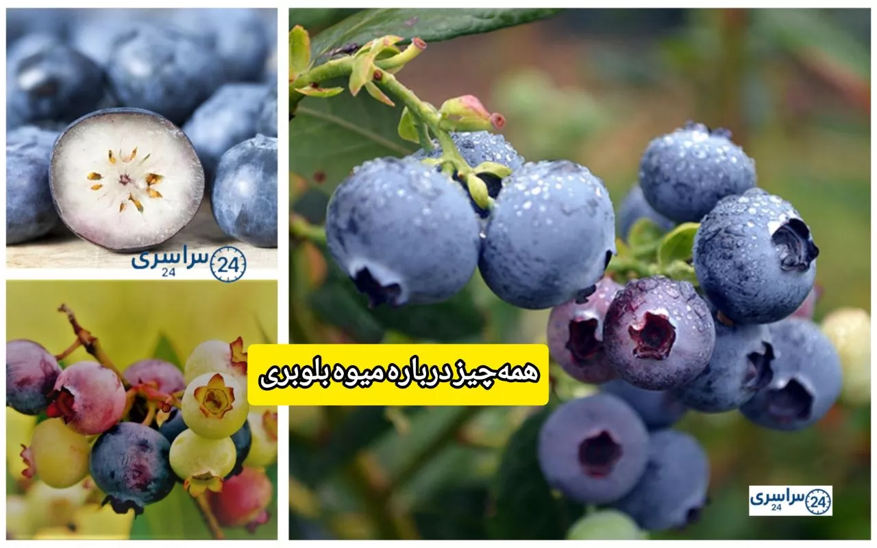 همه‌چیز درباره میوه بلوبری ، از طعم تا خواص شگفت‌انگیز و روش مصرف