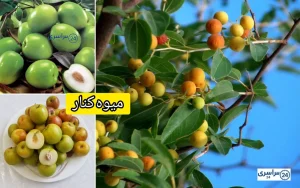 میوه کنار + فواید علمی از تقویت ایمنی تا زیبایی پوست