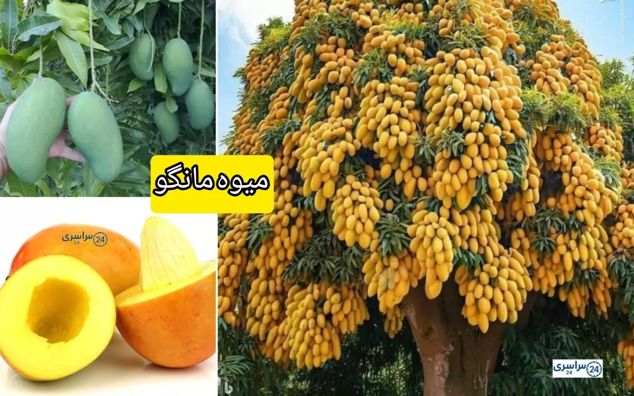 میوه مانگو + مضرات و خواص شگفت انگیز